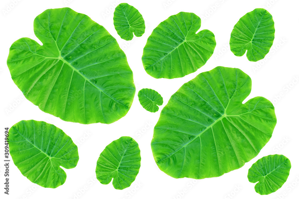Colocasia esculenta var &Bon leaves on a white background Colocasia esculenta var &Bon leaves on a white background