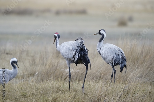  grulla comun common crane grus grus  photo