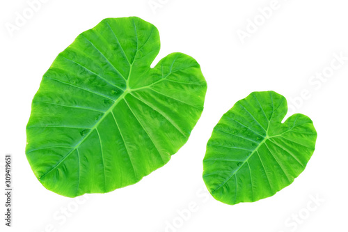 Colocasia esculenta var  Bon leaves on a white background