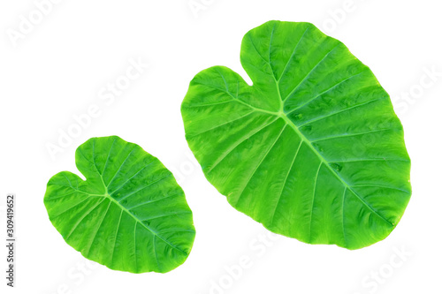 Colocasia esculenta var  Bon leaves on a white background