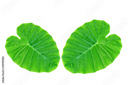 Colocasia esculenta var  Bon leaves on a white background