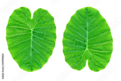 Colocasia esculenta var &Bon leaves on a white background