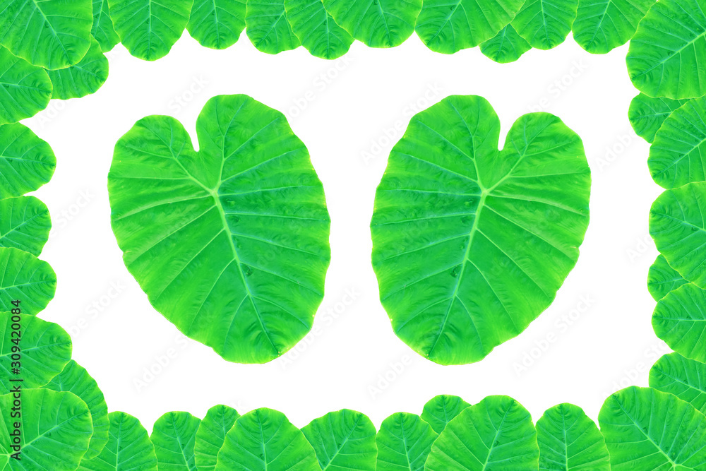 Colocasia esculenta var &Bon leaves on a white background Colocasia esculenta var &Bon leaves on a white background