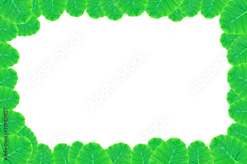 Colocasia esculenta var  Bon leaves on a white background