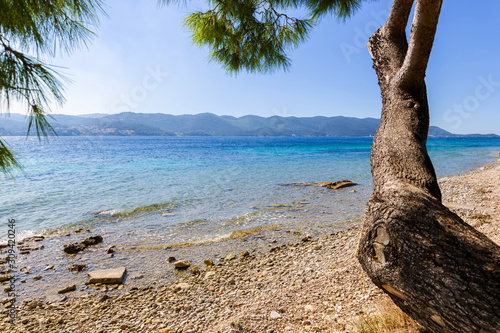 Pine trees growing on the shore of Adriatic Sea. View of the nearby island Korcula