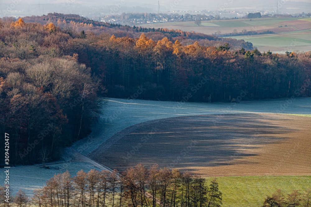 Obraz premium Der Wald wirft lange Schatten