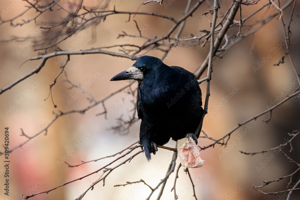 Fototapeta premium Rook corvus frugilegus trying to eat lard fat placed on tree for tits. Funny crow in wildlife.