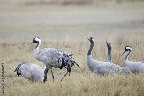 grulla comun common crane grus grus