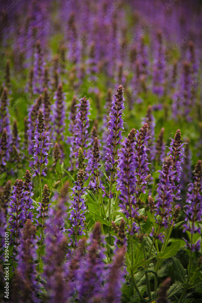 A field of tall purple sage flowers, selective focus A field of tall purple sage flowers, selective focus