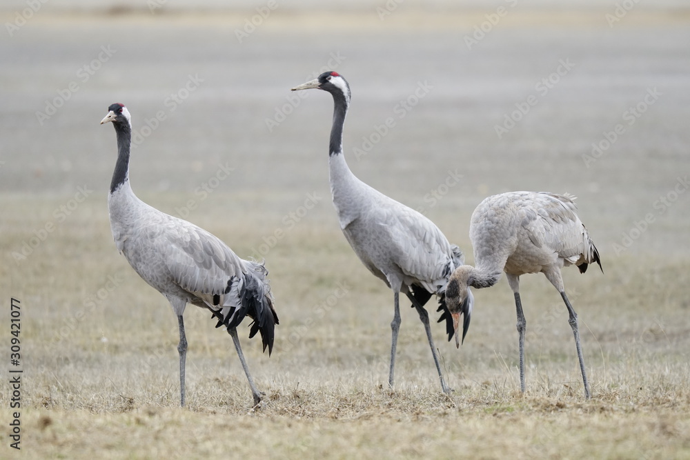 Obraz premium common crane grus grus grulla comun