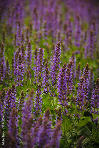 A field of tall purple sage flowers  selective focus