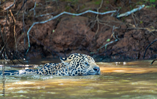 Jaguar Swimming 2