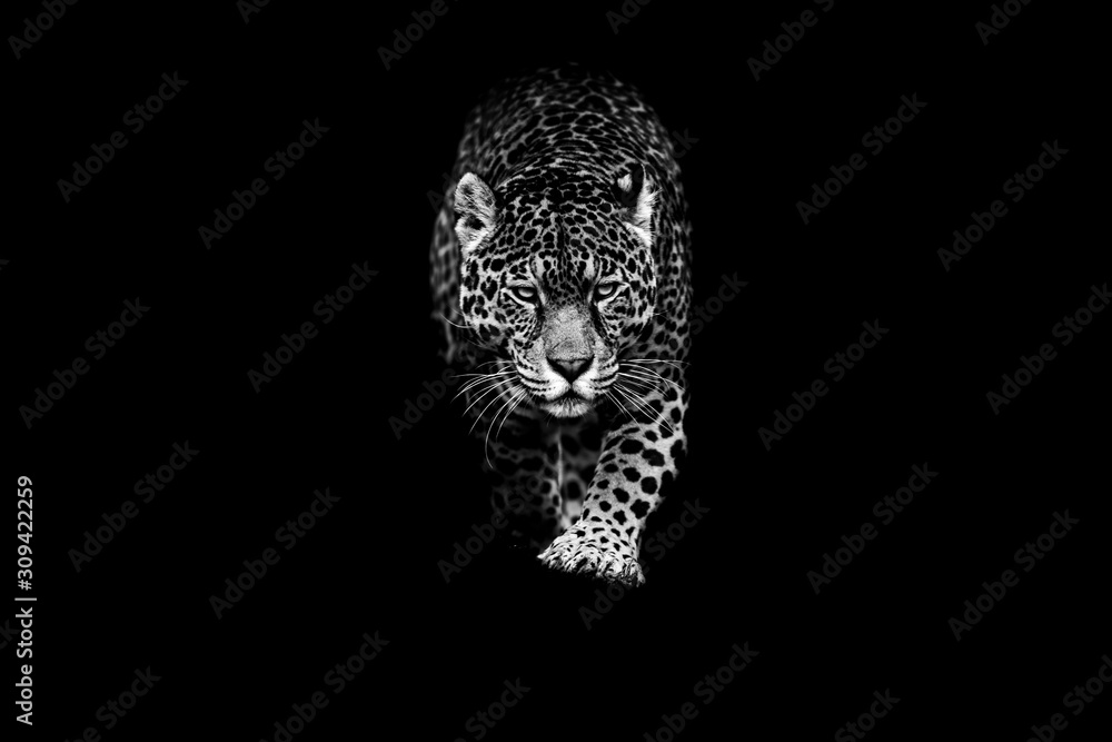 Jaguar with a black background - obrazy, fototapety, plakaty 