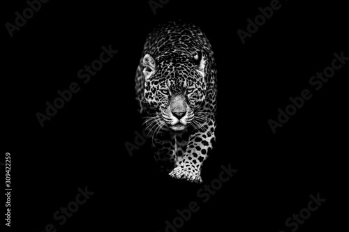 Fotografie, Tablou Jaguar with a black background