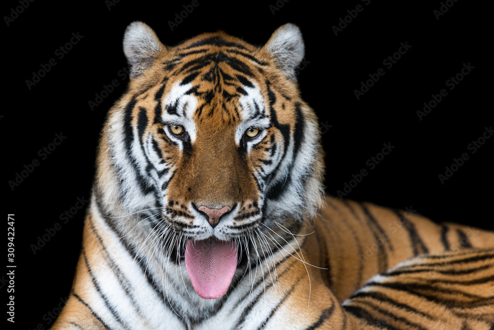 Tiger with a black background