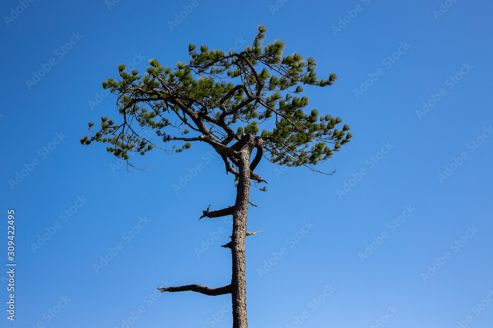 Lonely tall merkus pine tree with clear blue sky. Lonely tall merkus pine tree with clear blue sky.