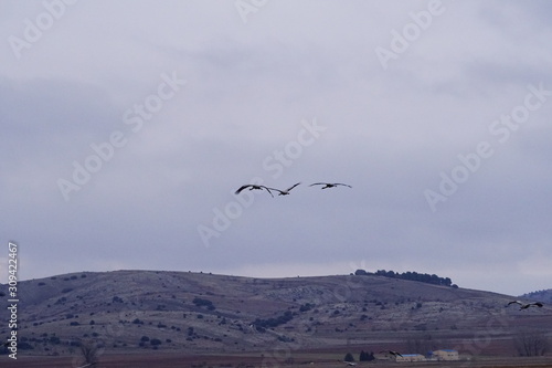 common crane  grus grus grulla comun © jaime