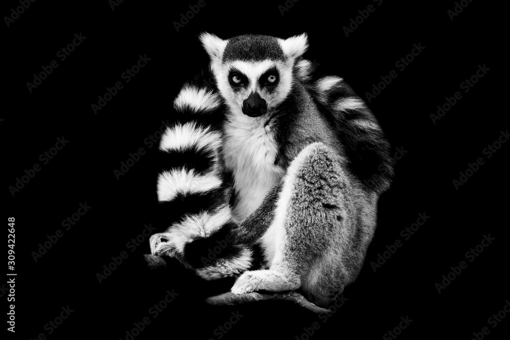 Lemur with a black background