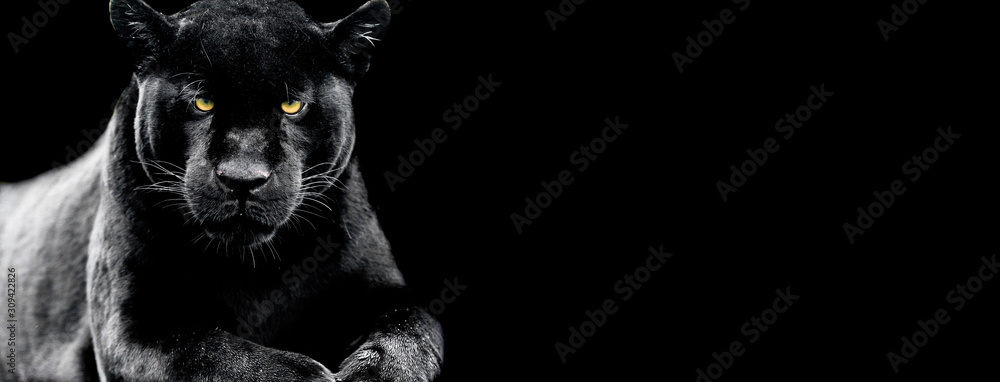 Fototapeta Jaguar z czarnym tłem
