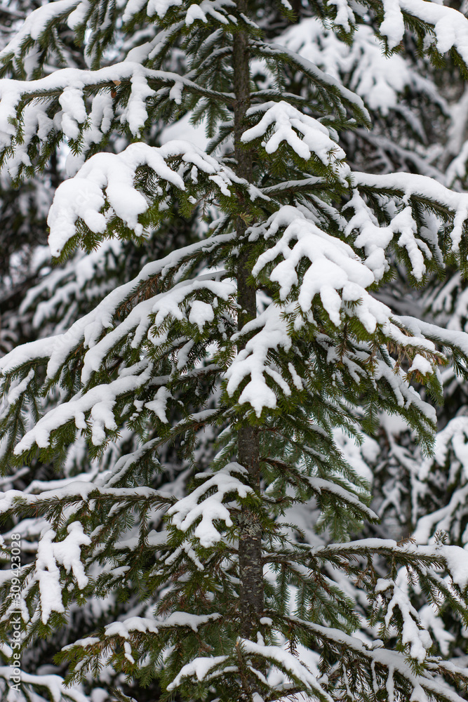 Beautiful landscape of forest in wintertime, majestic high pine trees covered with snow in mild light, beauty of winter nature Beautiful landscape of forest in wintertime, majestic high pine trees covered with snow in mild light, beauty of winter nature