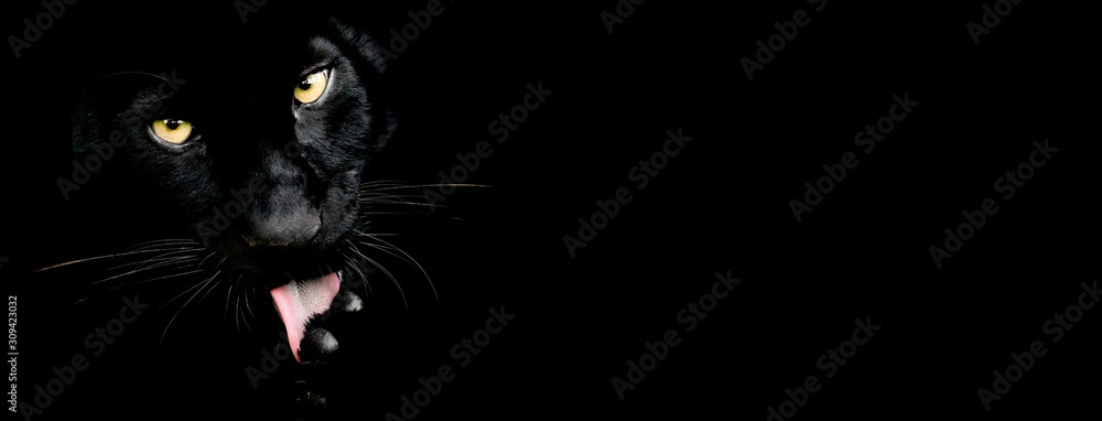 Black panther with a black background