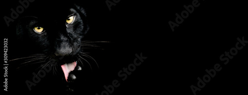 Obraz na płótnie Black panther with a black background w salonie