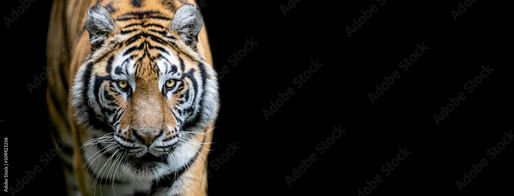 Naklejka Tiger with a black background