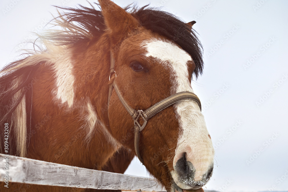 Portrait of a spotted horse, in winter behind a hedge. Portrait of a spotted horse, in winter behind a hedge.