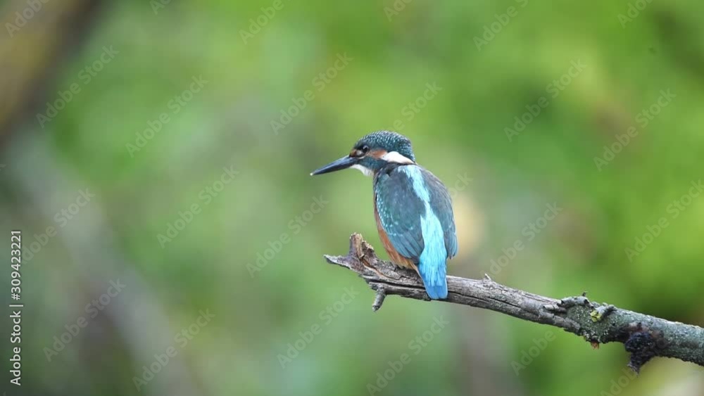 Kingfisher or Alcedo atthis perches on branch Kingfisher or Alcedo atthis perches on branch