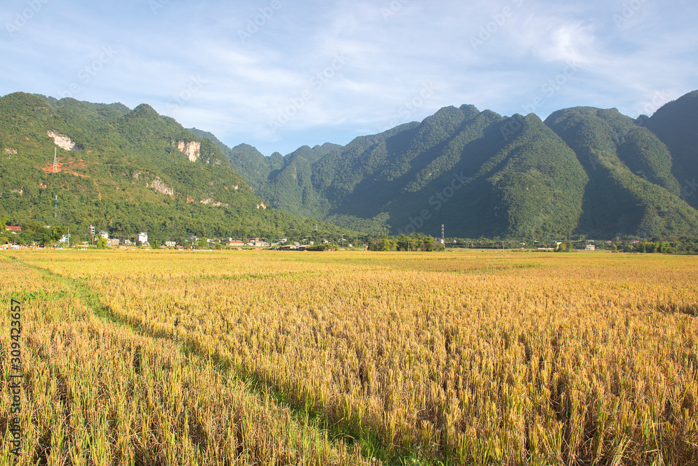 Green, brown, yellow and golden rice fields of Mai Chau, Northwest of Vietnam Green, brown, yellow and golden rice fields of Mai Chau, Northwest of Vietnam