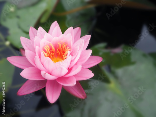 Beautiful lotus flower  lily water