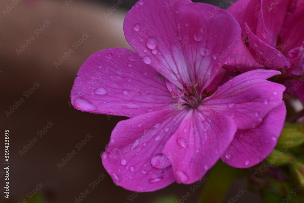 wet flower wet flower