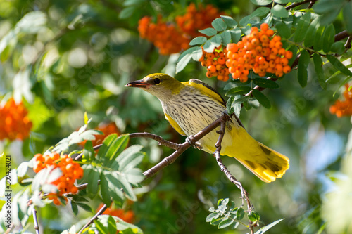 golden oriole on a rowanberry branch