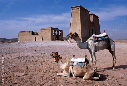 Kamele vor Toth-Tempel in Dakka, Nubien, Ägypten photo