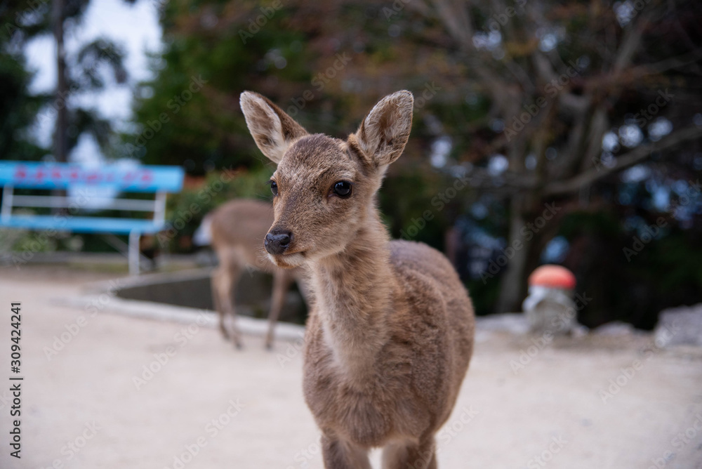 Deer of Miyajima 