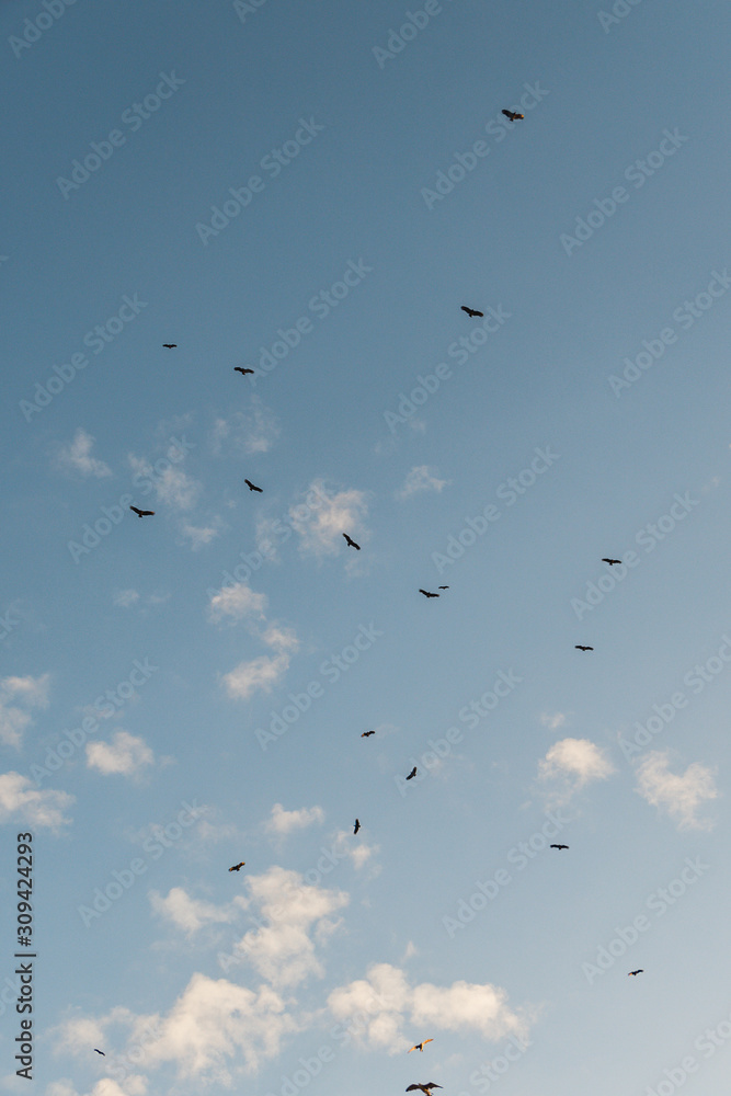 Aves - Cabo Frio - RJ - BRASIL