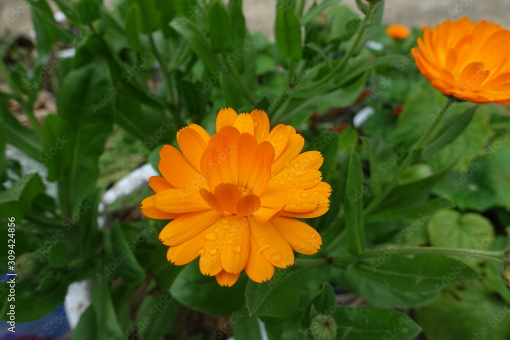 yellow flower in the garden yellow flower in the garden