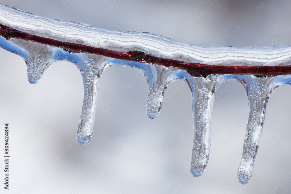 Icicles on twig formed during a winter freezing rain event Icicles on twig formed during a winter freezing rain event