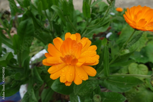 yellow flower in the garden