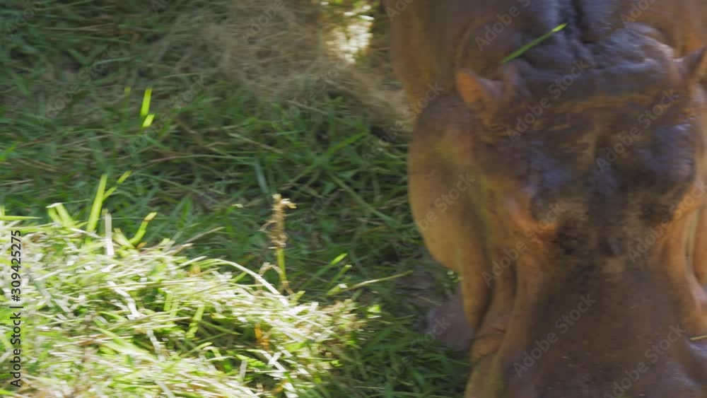Close Up of Hippopotamus (hippo) eating delicious leaves. Close Up of Hippopotamus (hippo) eating delicious leaves.