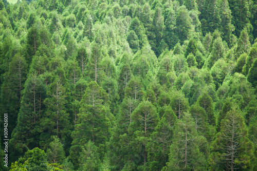 Forest pattern on Faial island, Azores