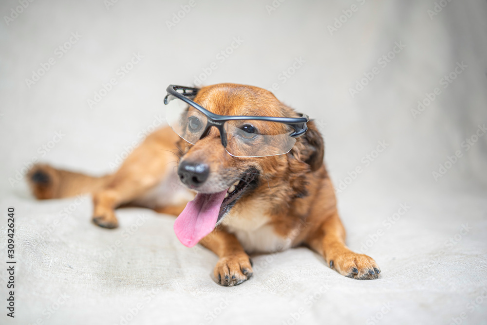 Portrait of a domestic dog in the studio on a light background. Portrait of a domestic dog in the studio on a light background.