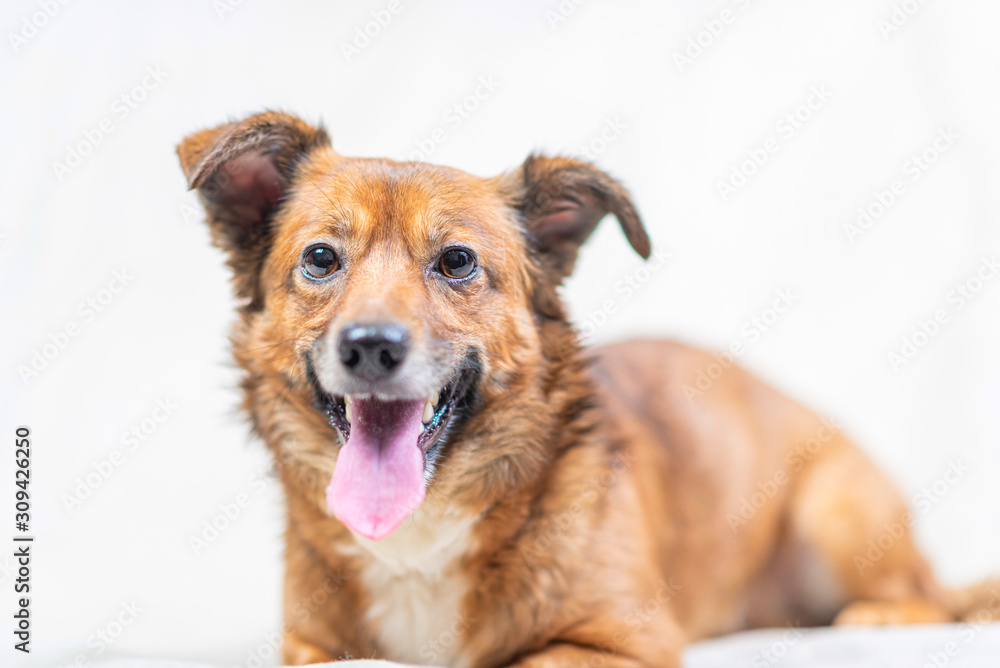 Portrait of a domestic dog in the studio on a light background.