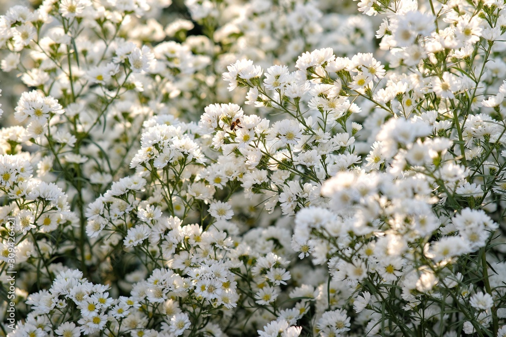 white flowers in the garden