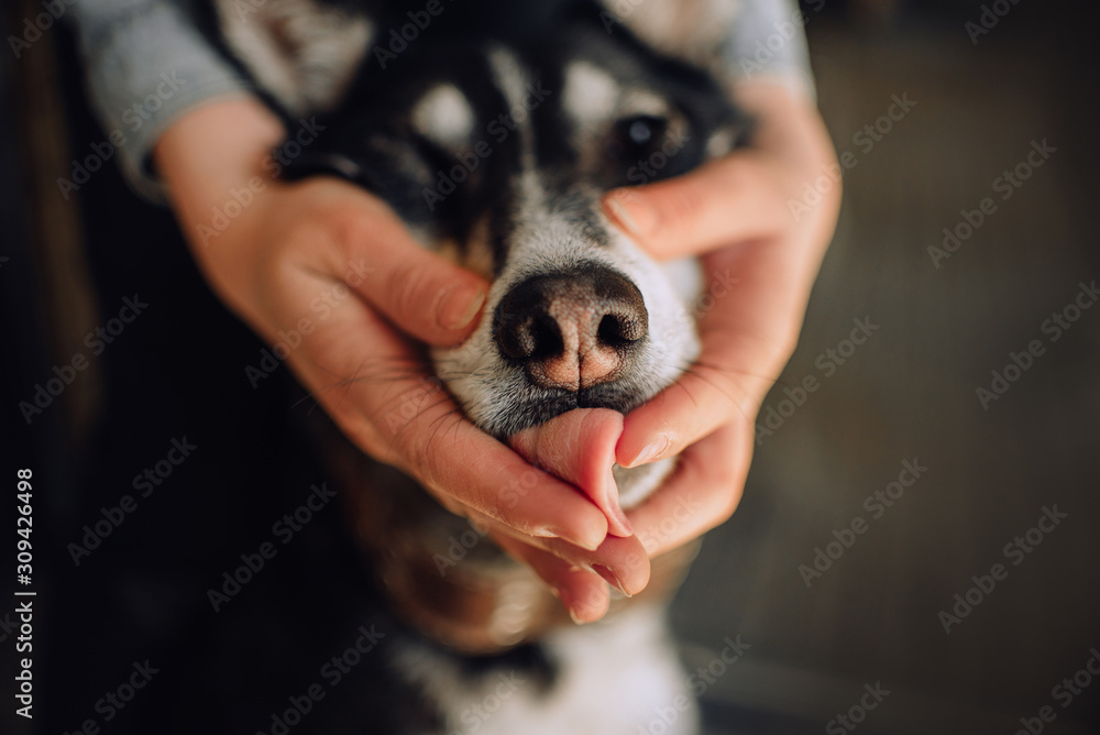 Obraz premium close up of a dog licking owner hands indoors
