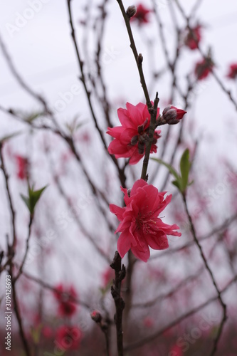 Sakura flower © Nguyen