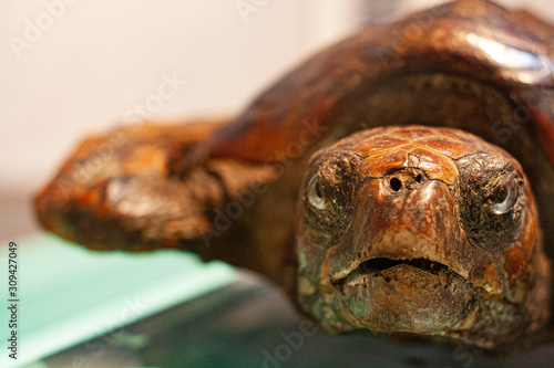 Foto Close-up of a turtle dissected in a museum