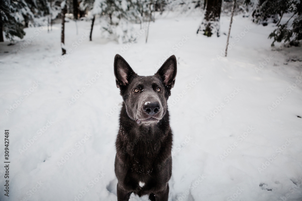 Portrait of Black German Shepherd In Snowy New England Scene Portrait of Black German Shepherd In Snowy New England Scene