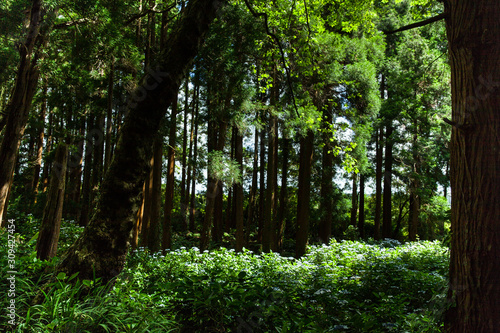 Fototapeta Naklejka Na Ścianę i Meble -  Lush forest on Faial Island, Azores
