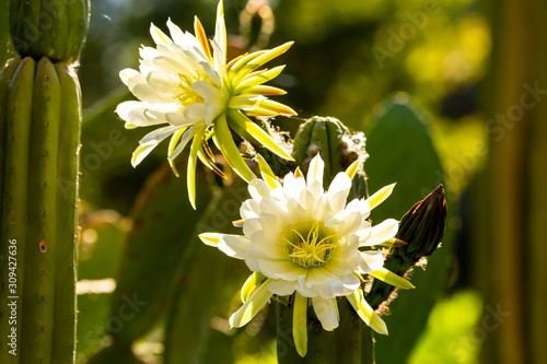 Echinopsis Pachanoi Cactus (San Pedro)
